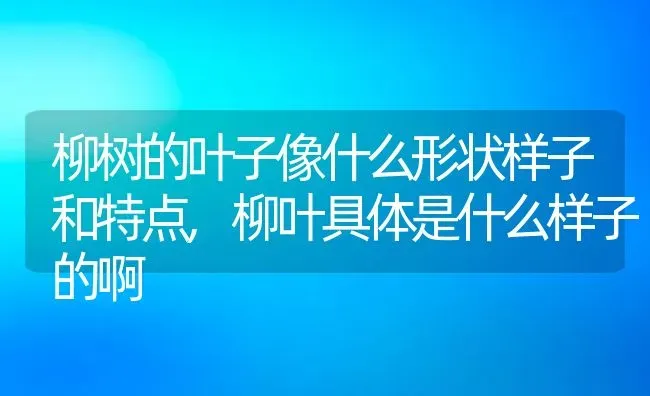 柳树的叶子像什么形状样子和特点,柳叶具体是什么样子的啊 | 养殖学堂