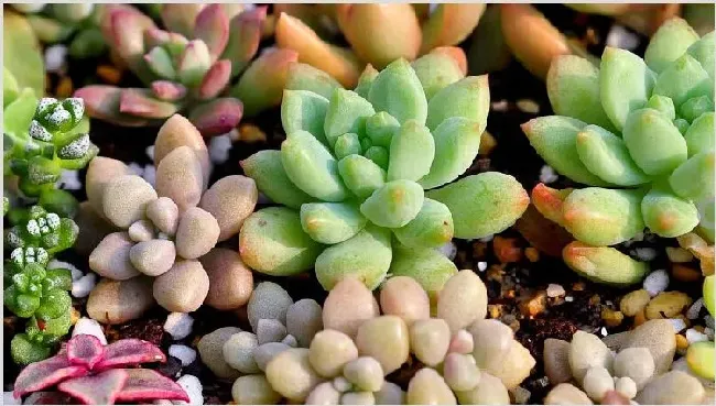 夏天多肉干瘪发皱了怎么办 | 妙招大全