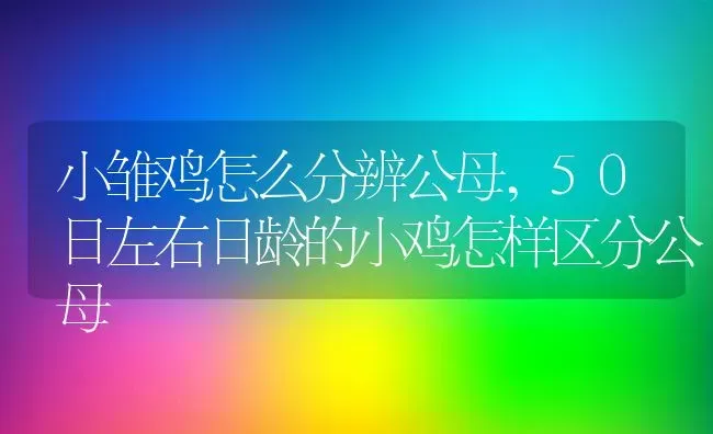 小雏鸡怎么分辨公母,50日左右日龄的小鸡怎样区分公母 | 养殖学堂