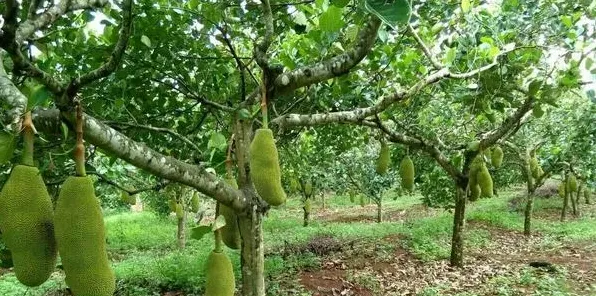 高产菠萝蜜需要掌握的嫁接技术有哪些？ | 农广天地