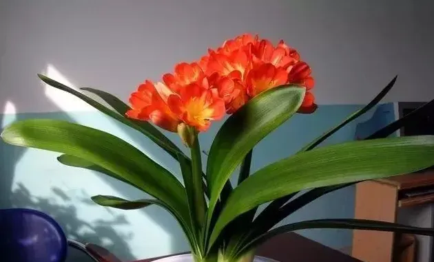 君子兰怎么浇水,君子兰如何浇水才是最正确的，不用施肥也还能花大色艳？