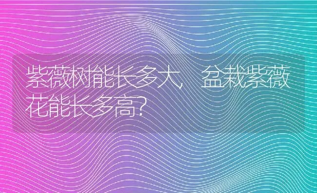 紫薇树能长多大,盆栽紫薇花能长多高？ | 养殖学堂