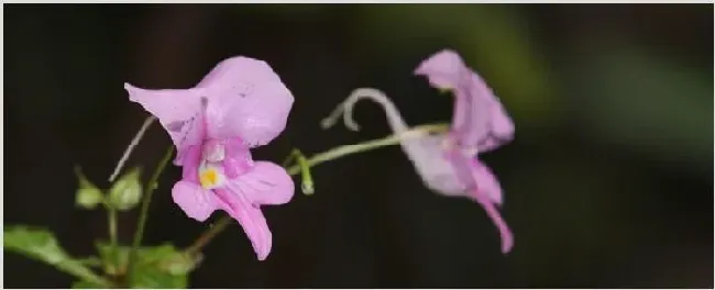 水梅花和凤仙花的区别 | 常识大全