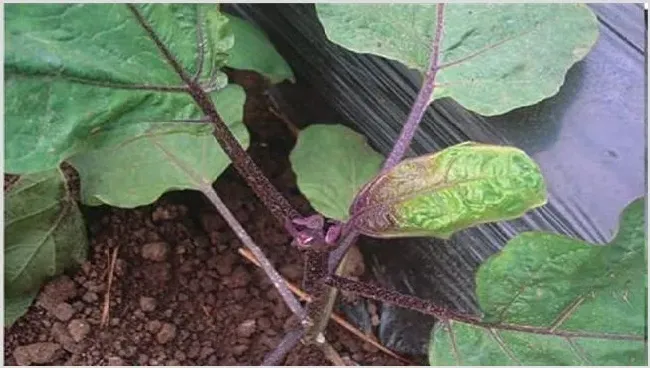 茄子徒长原因及防止措施 | 生活妙招