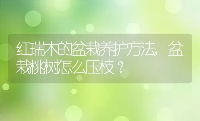 红瑞木的盆栽养护方法,盆栽桃树怎么压枝？ | 养殖科普