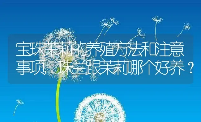 宝珠茉莉的养殖方法和注意事项,珠兰跟茉莉哪个好养？ | 养殖科普