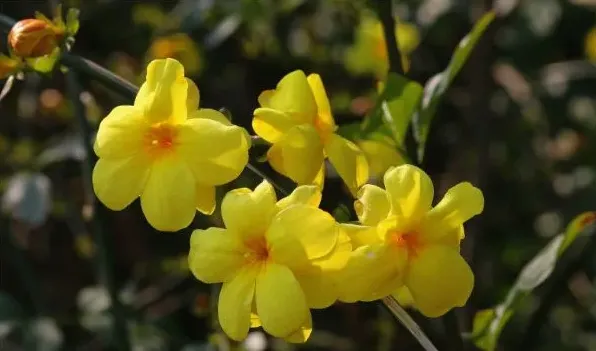 迎春花可以在家里养吗 | 妙招大全