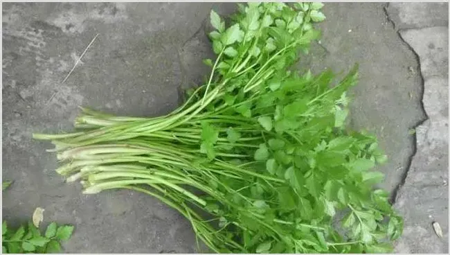 水芹想要高产高量需要满足哪些种植条件？ | 生活妙招