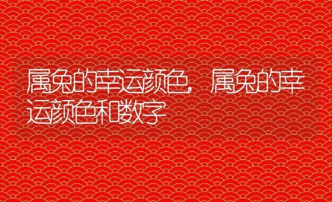 属兔的幸运颜色,属兔的幸运颜色和数字 | 养殖科普