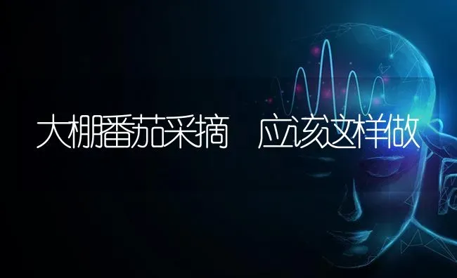 大棚番茄采摘 应该这样做 | 养殖技术大全