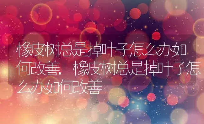 橡皮树总是掉叶子怎么办如何改善,橡皮树总是掉叶子怎么办如何改善 | 养殖科普