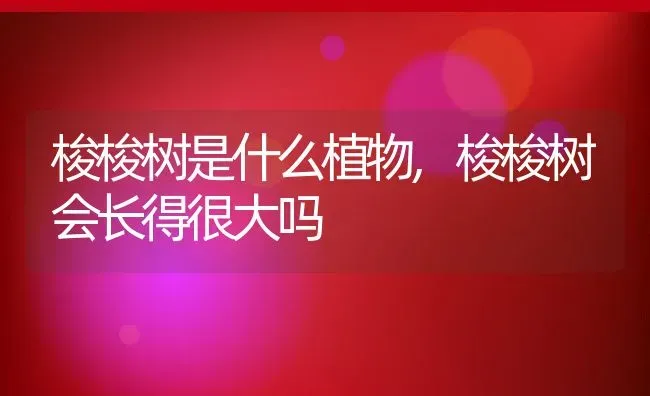 梭梭树是什么植物,梭梭树会长得很大吗 | 养殖学堂