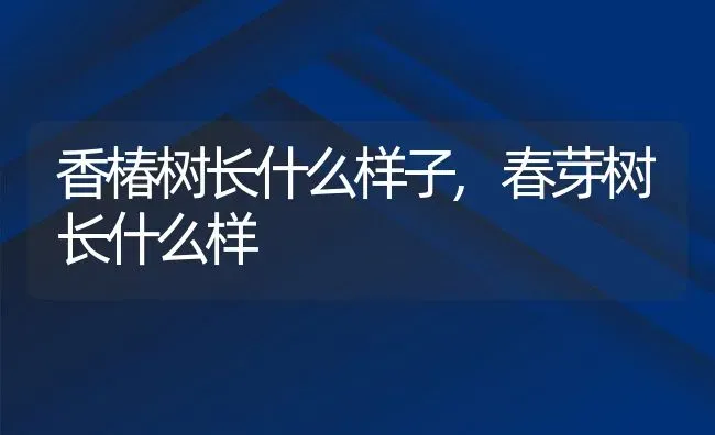 香椿树长什么样子,春芽树长什么样 | 养殖学堂