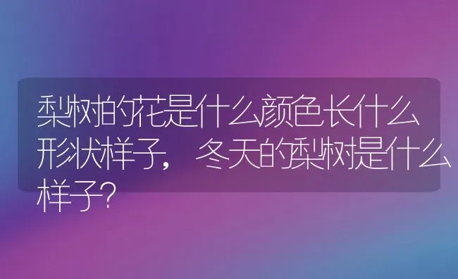 梨树的花是什么颜色长什么形状样子,冬天的梨树是什么样子？ | 养殖科普