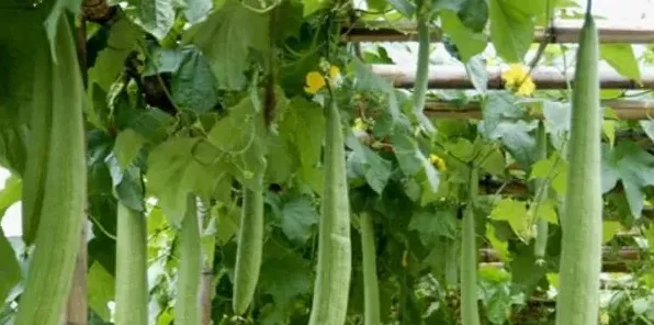 大棚丝瓜长季节优质高产栽培技术 | 生活妙招