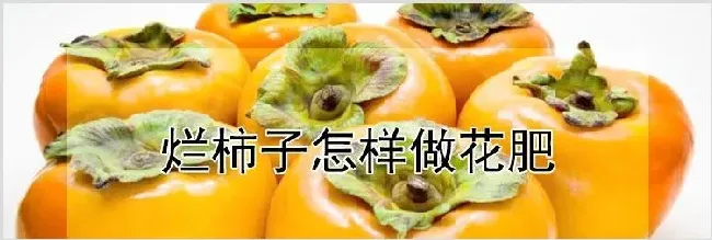 烂柿子怎样做花肥 | 妙招大全