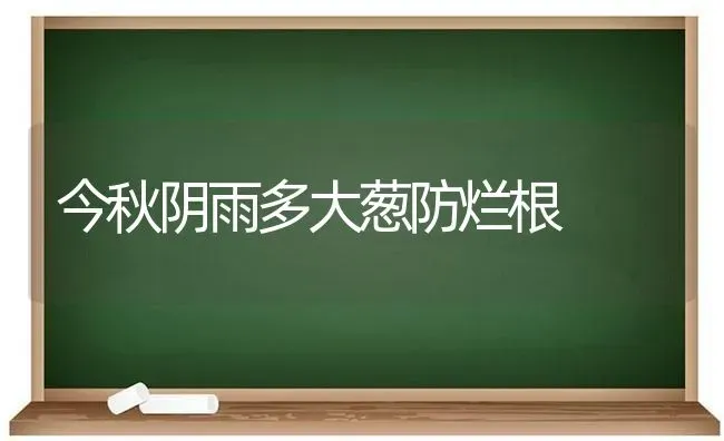 今秋阴雨多大葱防烂根 | 养殖知识