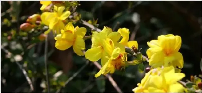 迎春花可以在家里养吗 | 妙招大全