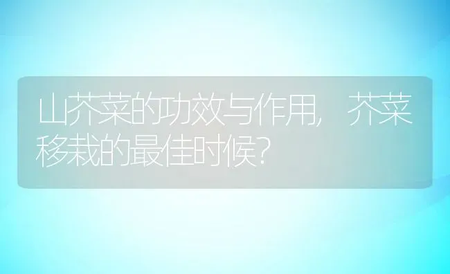 山芥菜的功效与作用,芥菜移栽的最佳时候？ | 养殖科普