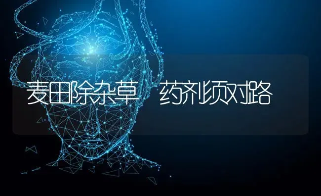 麦田除杂草 药剂须对路 | 养殖技术大全