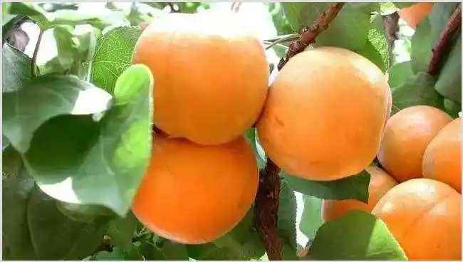 杏子什么时候播种 | 常识大全