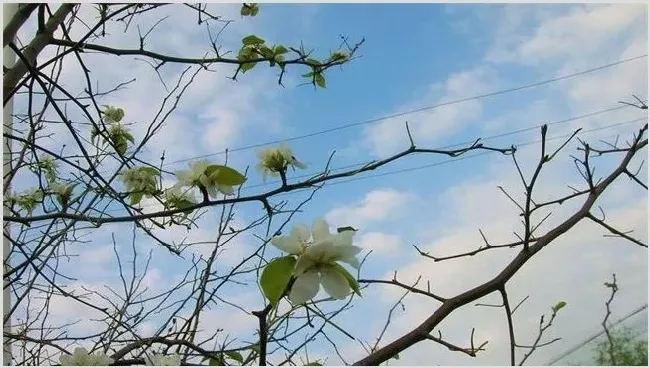 果树秋季开返花原因及解决方法 | 三农知识