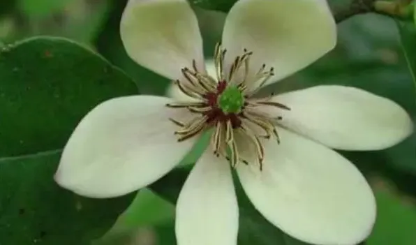 含笑花移植后掉叶子 | 农广天地