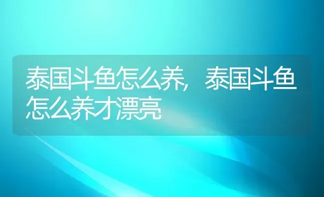 泰国斗鱼怎么养,泰国斗鱼怎么养才漂亮 | 养殖资料