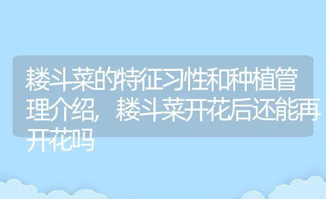 耧斗菜的特征习性和种植管理介绍,耧斗菜开花后还能再开花吗 | 养殖学堂