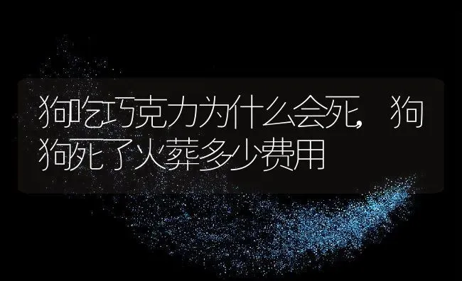 狗吃巧克力为什么会死,狗狗死了火葬多少费用 | 养殖学堂