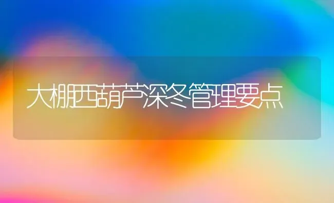 大棚西葫芦深冬管理要点 | 养殖知识