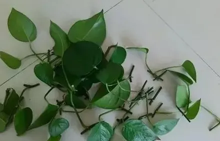 绿萝的扦插繁殖方法,绿萝怎么扦插？