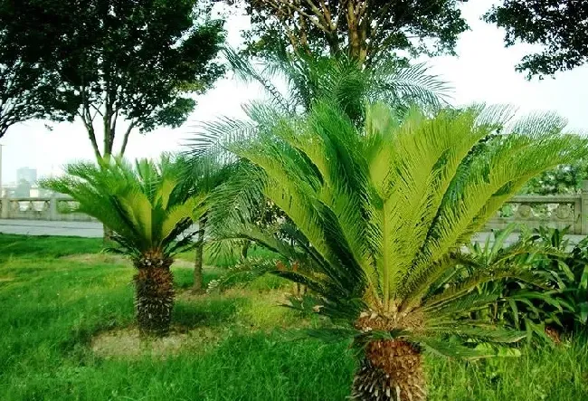 铁树和什么属相不好,铁树种门前屋后好吗？
