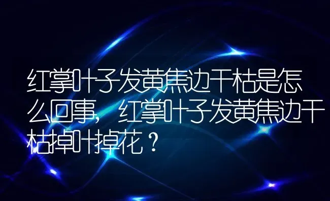 红掌叶子发黄焦边干枯是怎么回事,红掌叶子发黄焦边干枯掉叶掉花？ | 养殖学堂