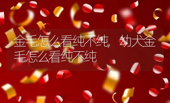 金毛怎么看纯不纯,幼犬金毛怎么看纯不纯 | 养殖资料