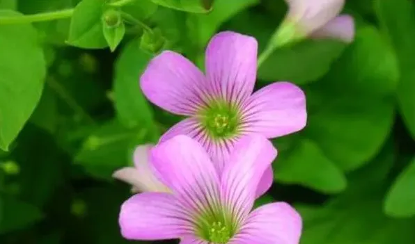 酢浆草种球种植步骤 | 常识大全