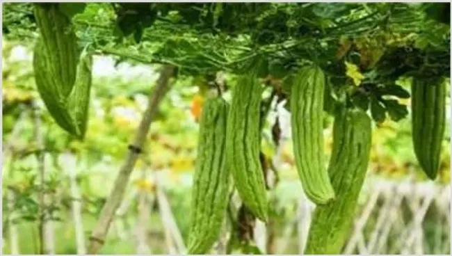 苦瓜反季节种植技术技巧 | 生活常识