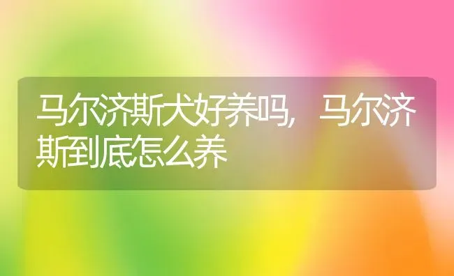 马尔济斯犬好养吗,马尔济斯到底怎么养 | 养殖资料