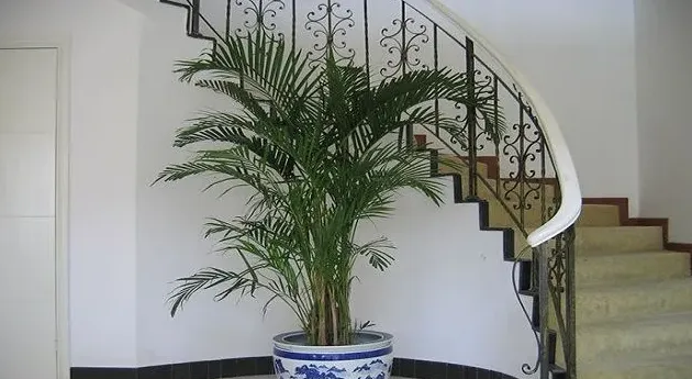 散尾葵为什么不适合放在家里,天堂鸟和散尾葵哪个更适合放客厅？