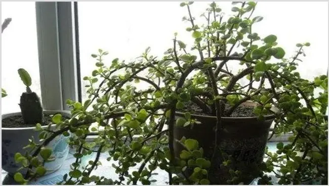 金枝玉叶春季养护要点 | 妙招大全