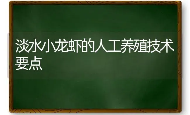 淡水小龙虾的人工养殖技术要点 | 养殖技术大全