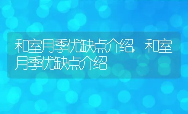 和室月季优缺点介绍,和室月季优缺点介绍 | 养殖科普