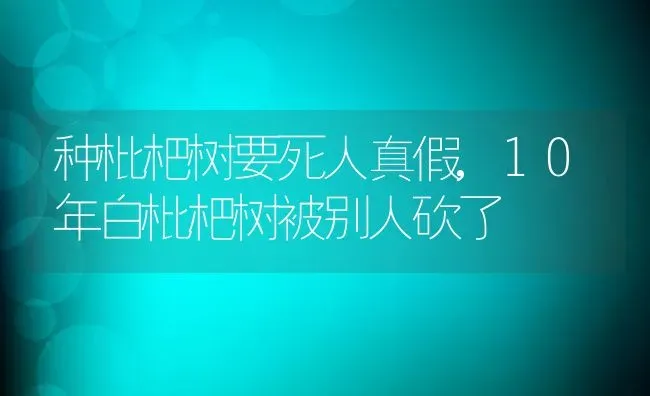 种枇杷树要死人真假,10年白枇杷树被别人砍了 | 养殖学堂