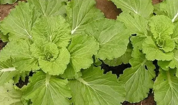 芥菜种子怎么催芽 | 常识大全