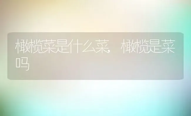 橄榄菜是什么菜,橄榄是菜吗 | 养殖学堂