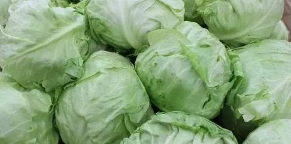 泡沫箱里怎么种植卷心菜？方法步骤技术要点介绍 | 三农知识