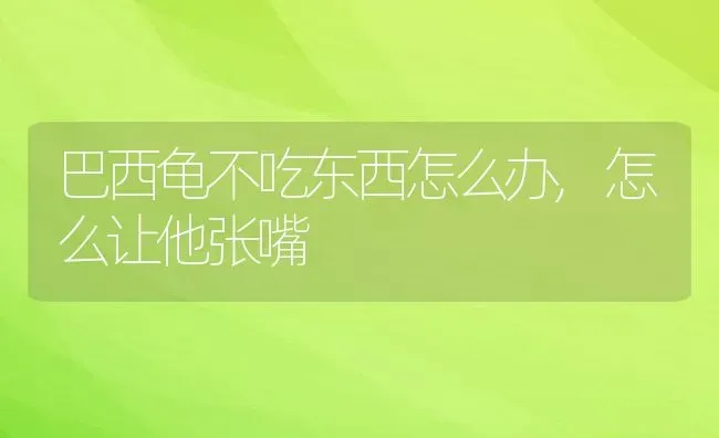 巴西龟不吃东西怎么办,怎么让他张嘴 | 养殖科普