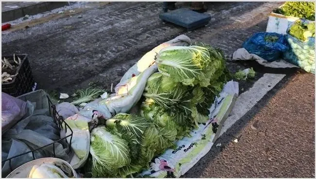 大白菜低温冻害的防治措施 | 生活妙招