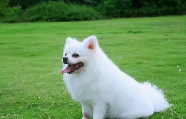 博美犬食量对照表,2斤博美吃多少克一顿？