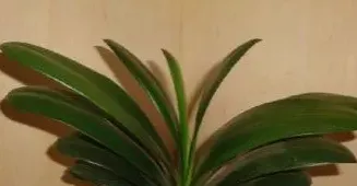 君子兰小苗怎么养长得快,【君子兰的养殖方法大全】怎么使君子兰小苗长得快？